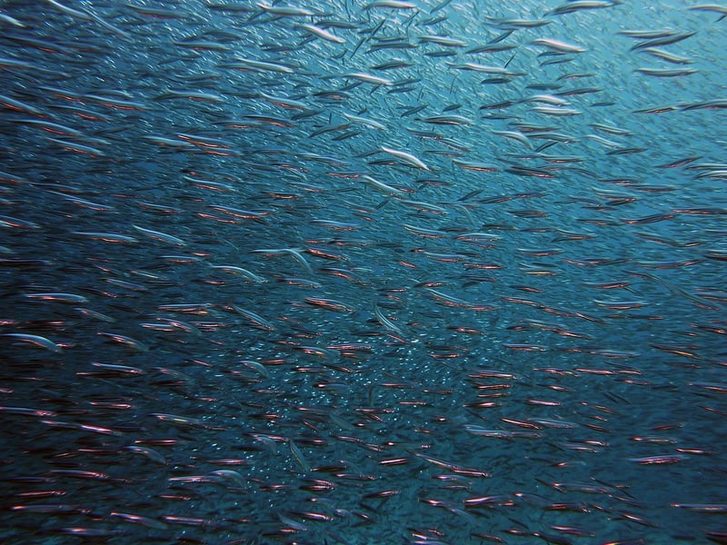 Underwater Diving